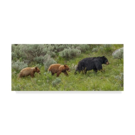 Galloimages Online '�Sow And Cubs Walking' Canvas Art,10x24